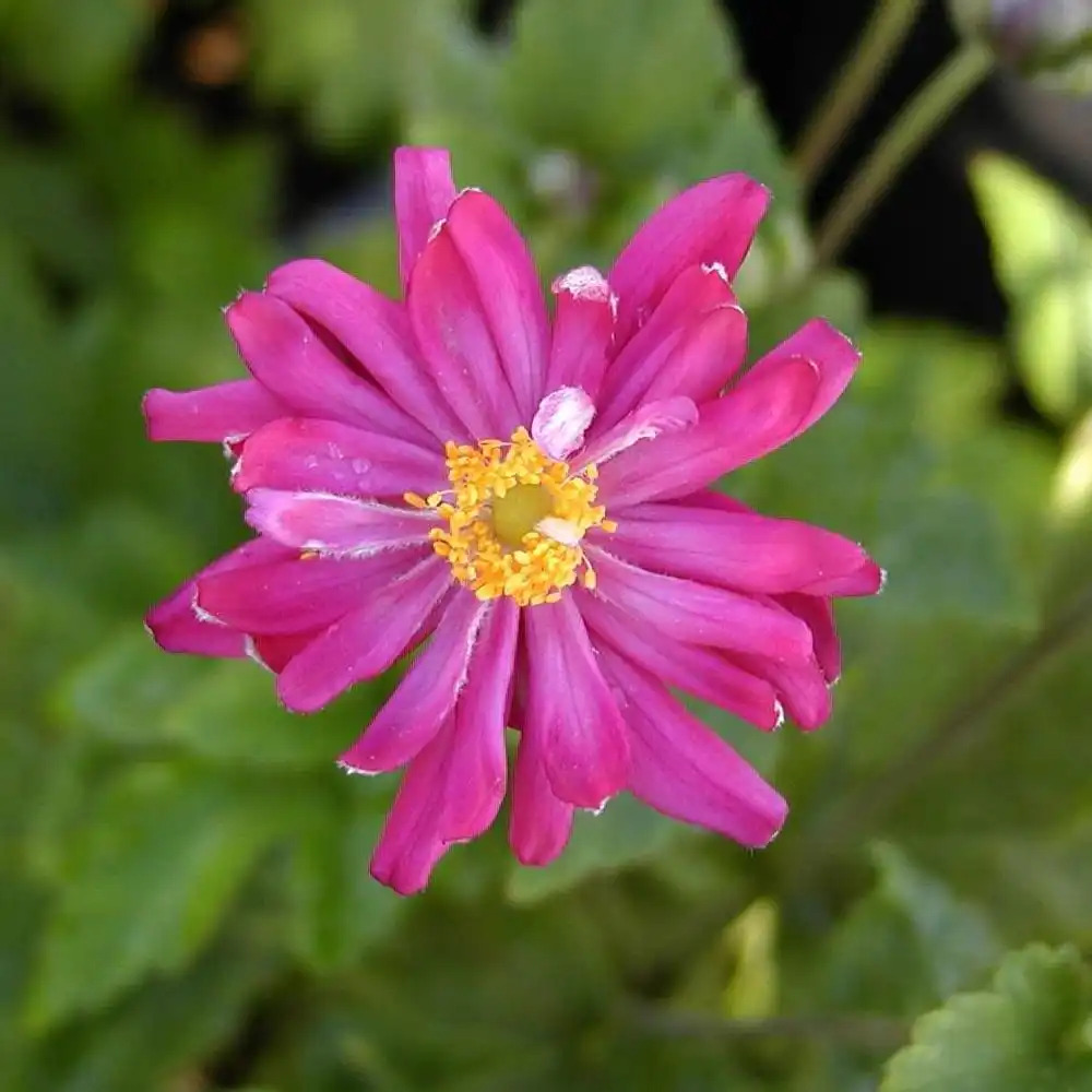 ANEMONE hybrida 'Pamina' - Anémone du Japon - pépinières Lepage Bretagne  Bord de mer