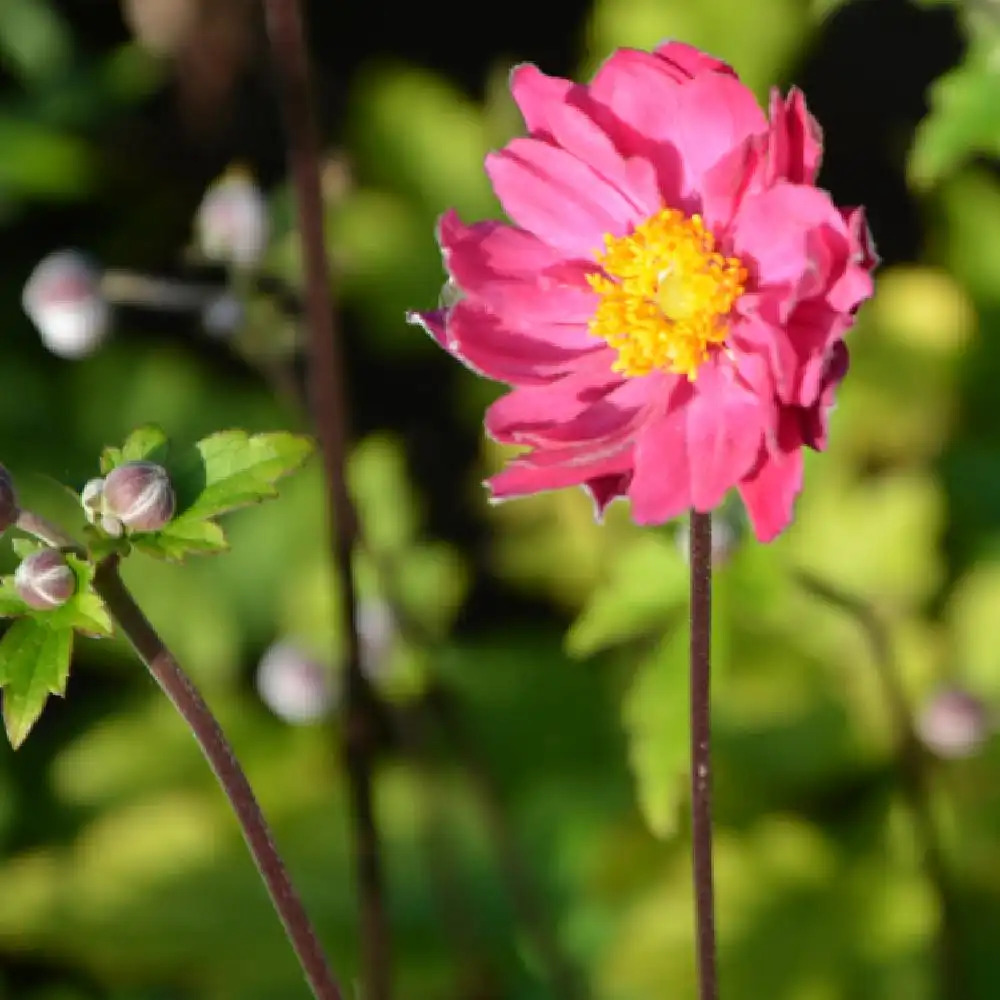 ANEMONE hybrida 'Pamina' - Anémone du Japon - pépinières Lepage Bretagne  Bord de mer