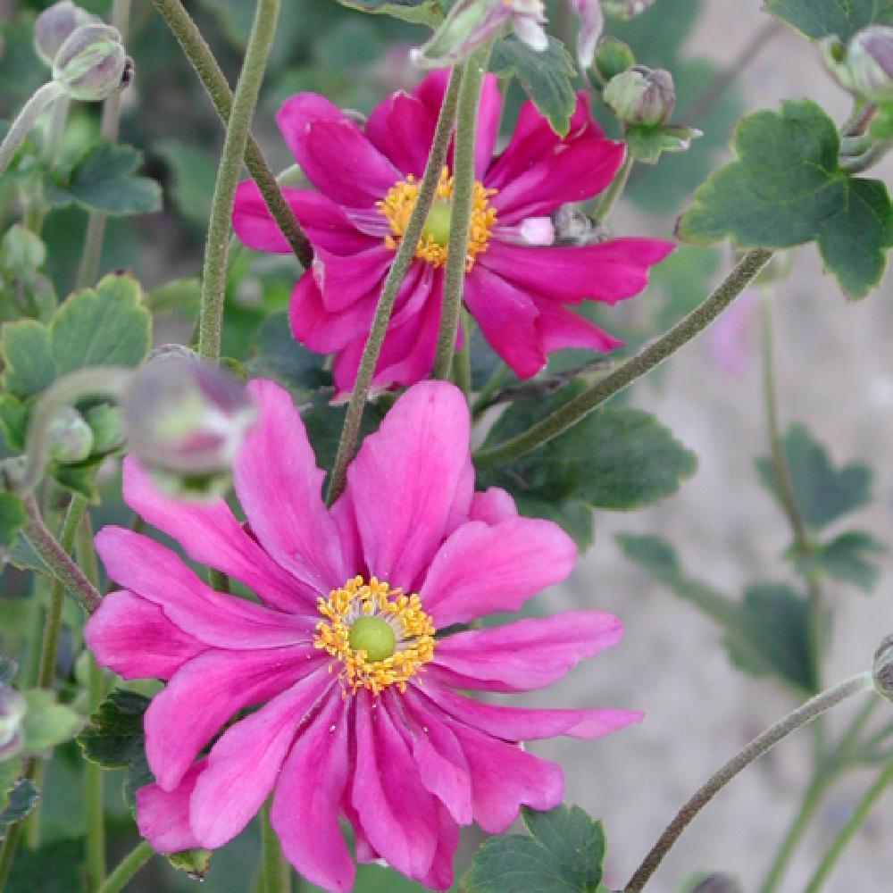 ANEMONE hybrida 'Rubra Plena'