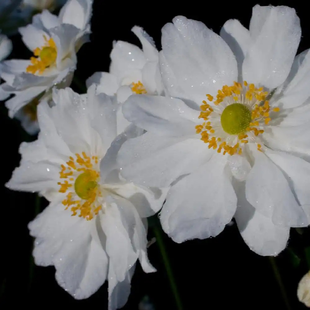 ANEMONE hybrida'Whirlwind' - Anémone du Japon - pépinières Lepage Bretagne  Bord de mer