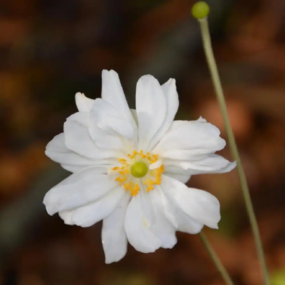 ANEMONE hybrida'Whirlwind' - Anémone du Japon - pépinières Lepage Bretagne  Bord de mer