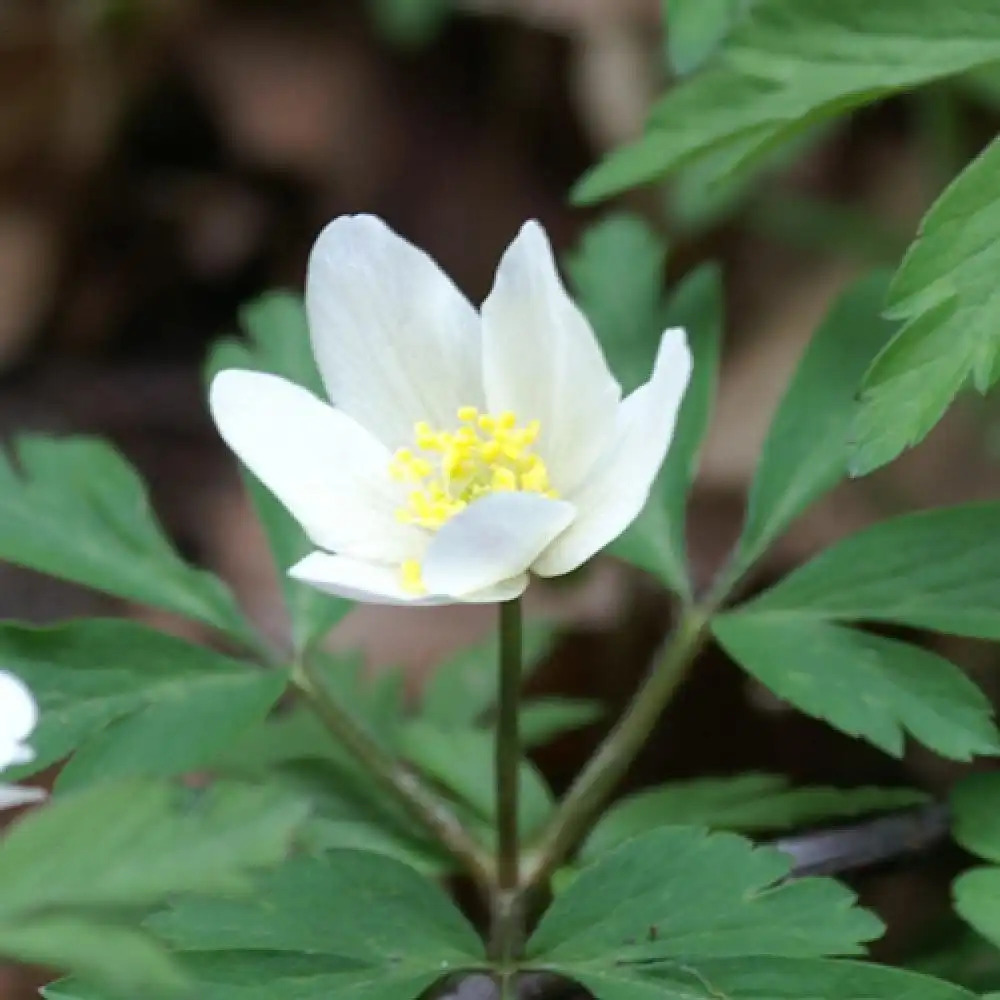 ANEMONE nemorosa