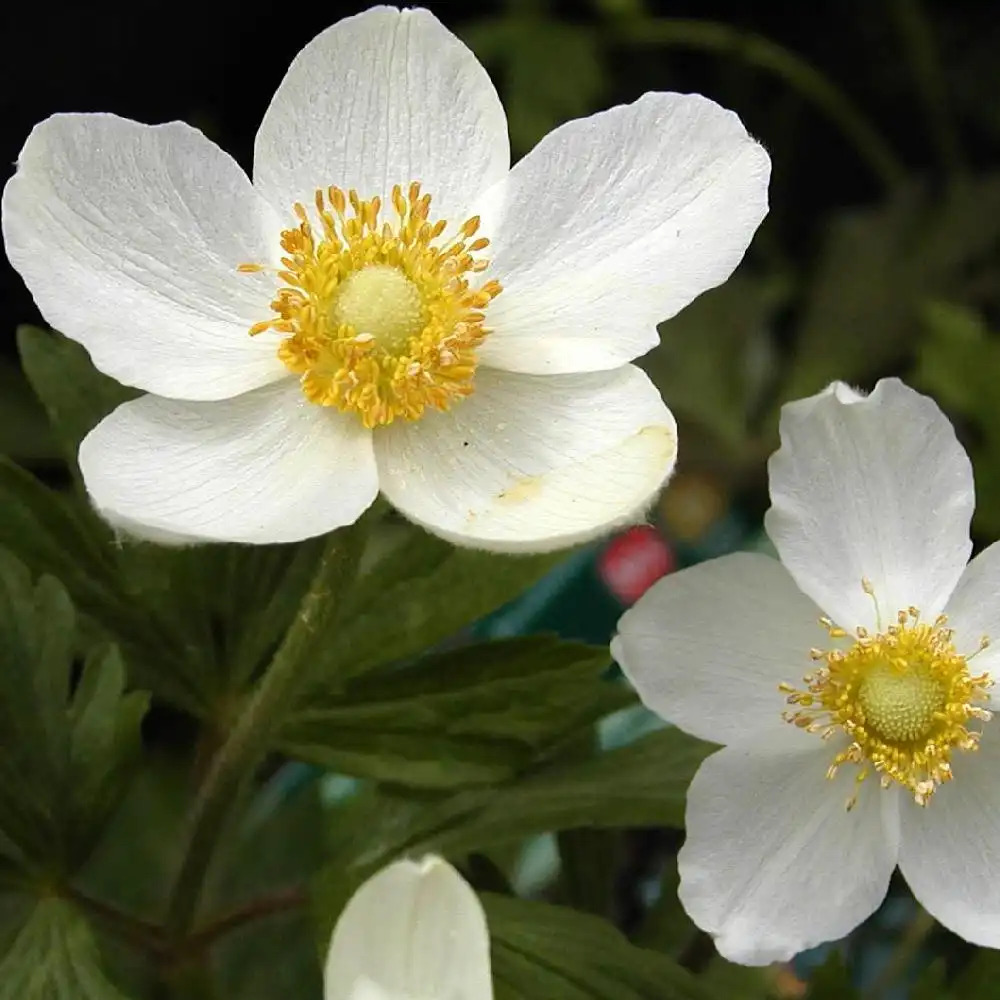 ANEMONE sylvestris