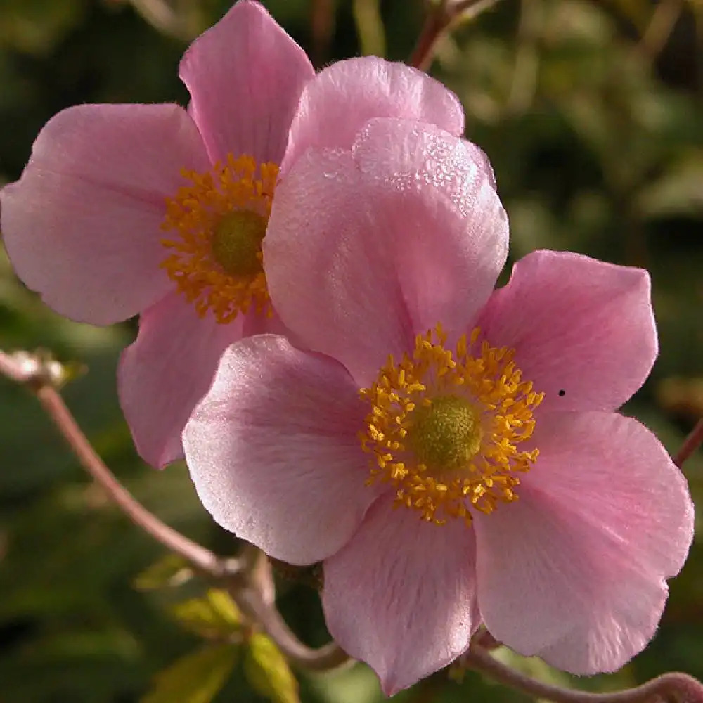 ANEMONE tomentosa 'Robustissima'