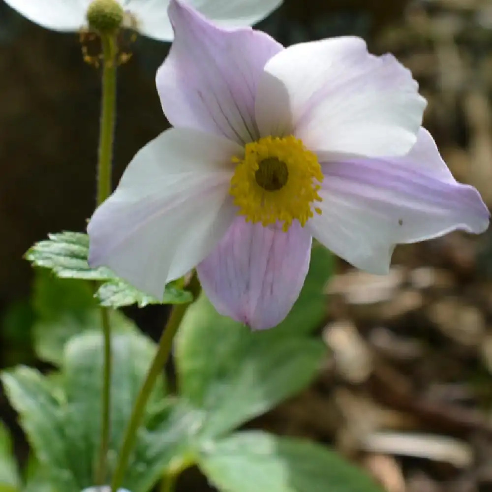 ANEMONE 'Wild Swan'®