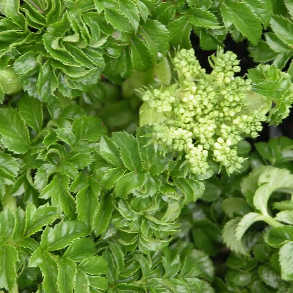 ANGELICA pachycarpa