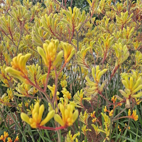 ANIGOZANTHOS 'Cape Aurora'Â®