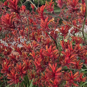 ANIGOZANTHOS 'Cape Magenta'Â®