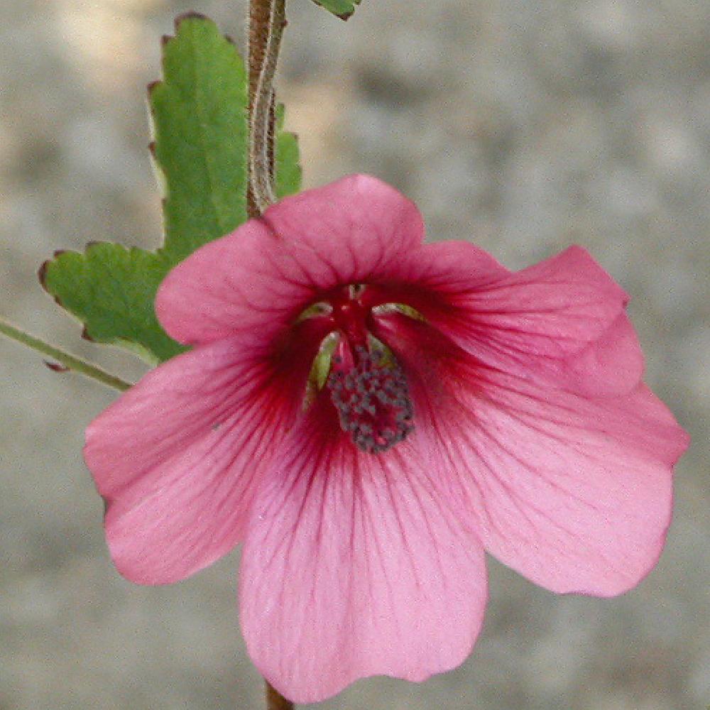 ANISODONTEA 'El Rayo' - pépinières Lepage Bretagne Bord de mer