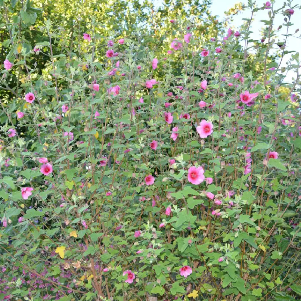 ANISODONTEA 'El Rayo' - pépinières Lepage Bretagne Bord de mer