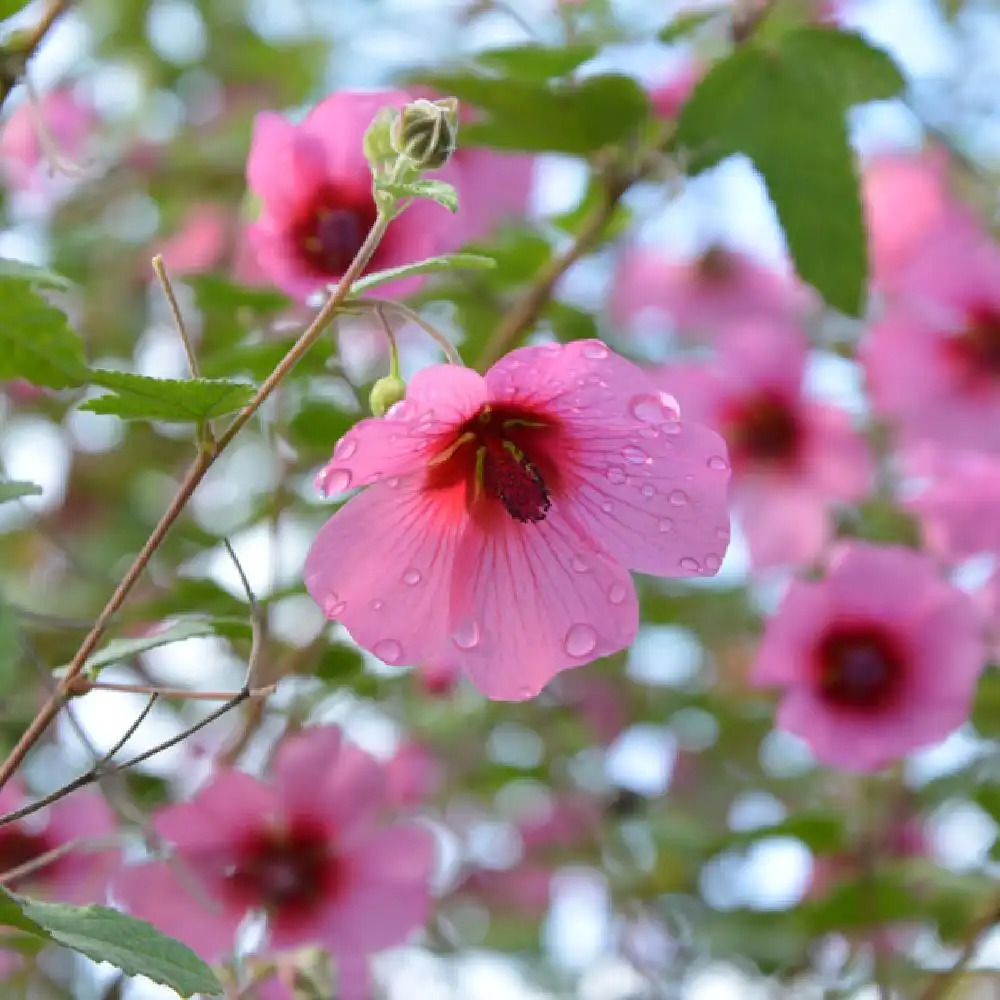 ANISODONTEA 'El Rayo' - pépinières Lepage Bretagne Bord de mer