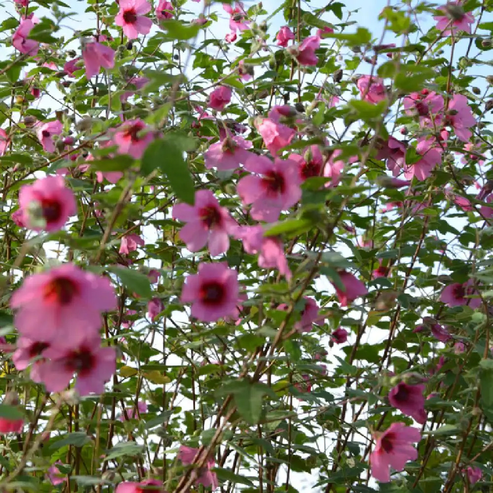 ANISODONTEA 'El Rayo' - pépinières Lepage Bretagne Bord de mer