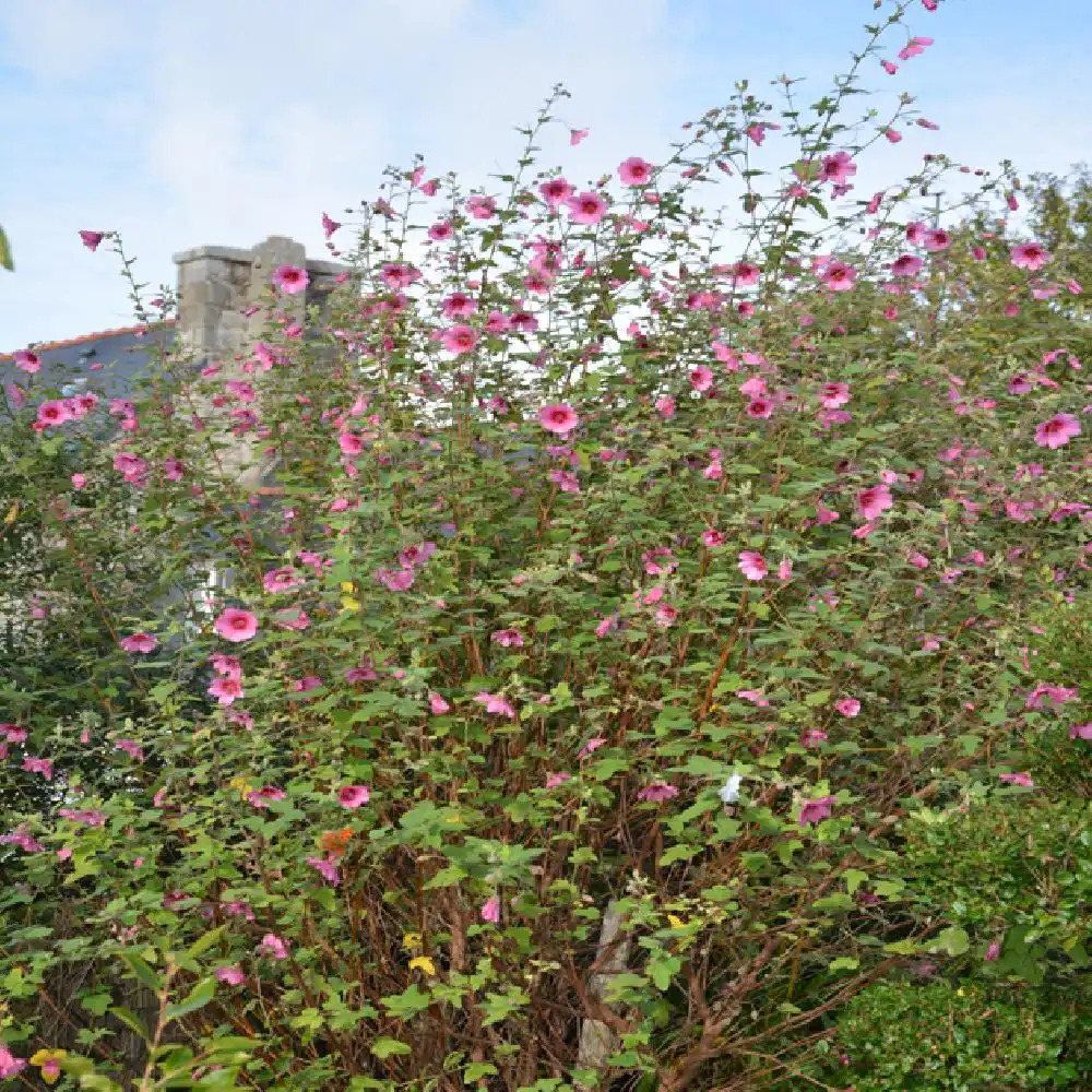 ANISODONTEA 'El Rayo' - pépinières Lepage Bretagne Bord de mer