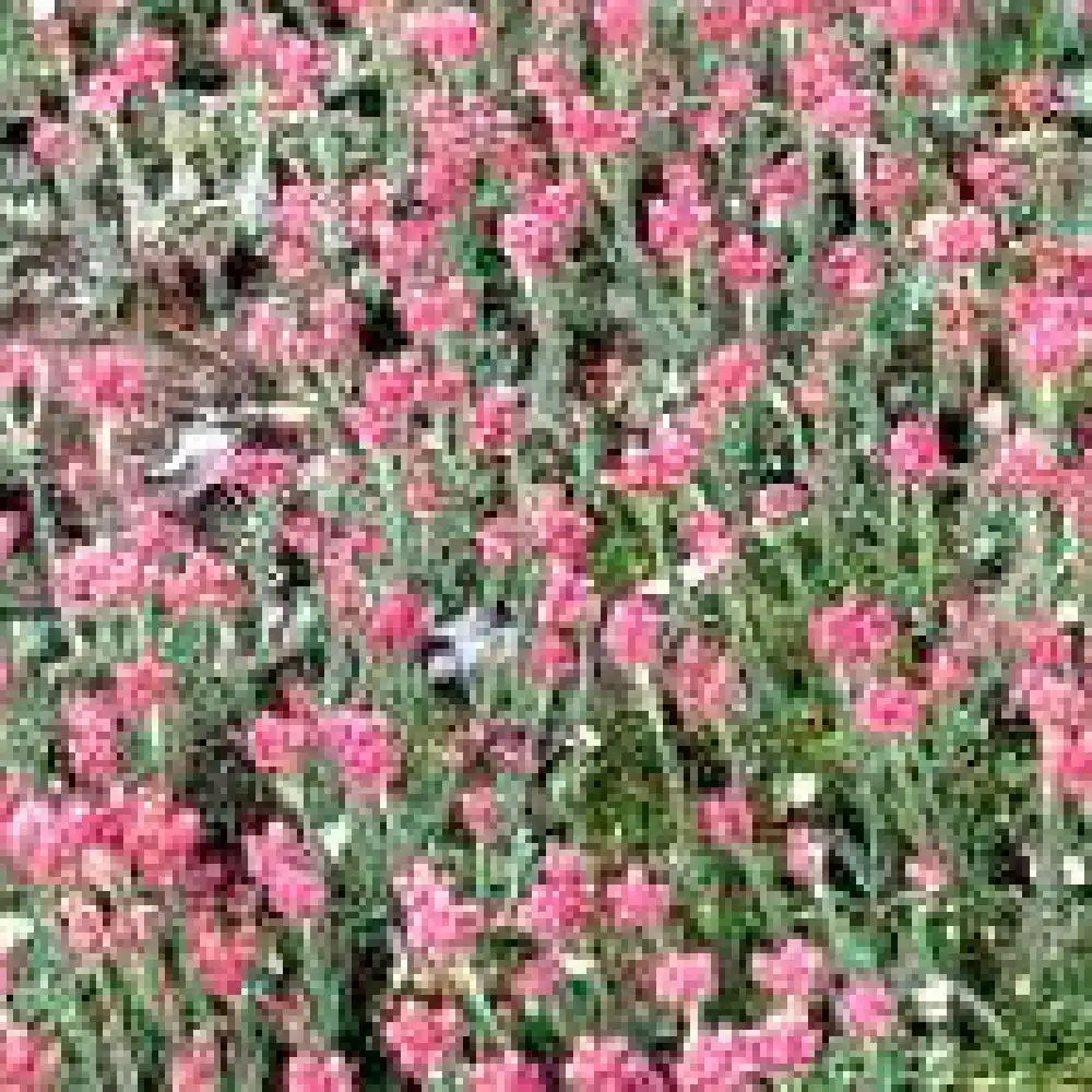 ANTENNARIA dioica 'Rotes Wunder'