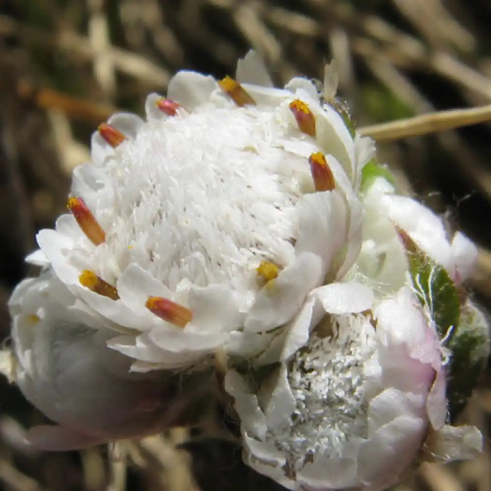 ANTENNARIA dioica