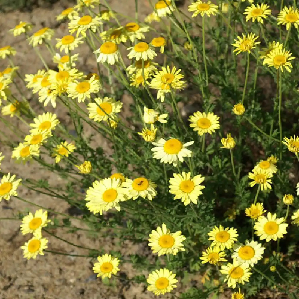 ANTHEMIS hybrida 'E.C. Buxton'