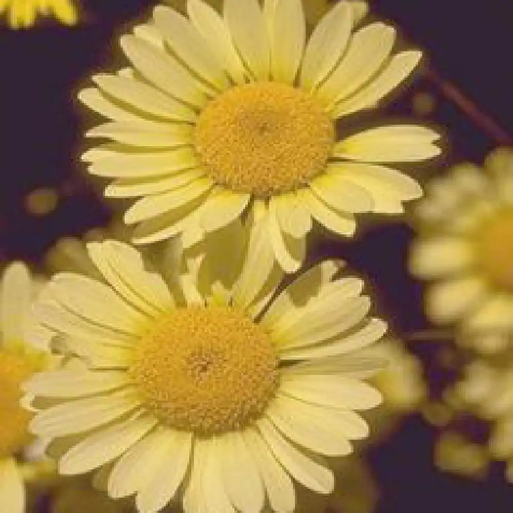 ANTHEMIS hybrida 'E.C. Buxton'