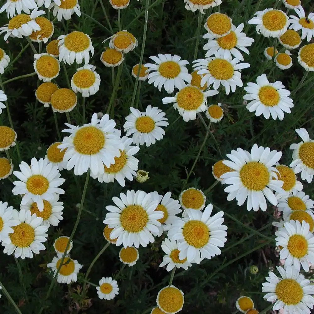 ANTHEMIS hybrida 'Sauce Hollandaise'