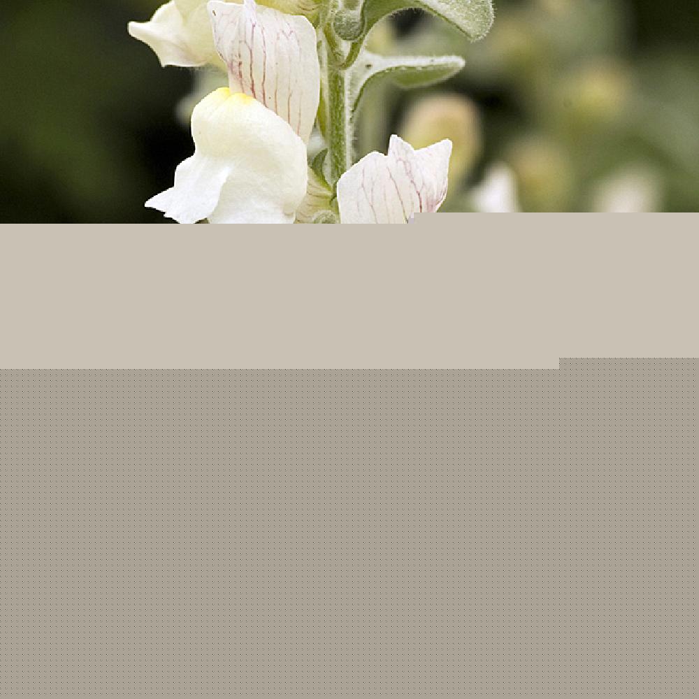 ANTIRRHINUM molle