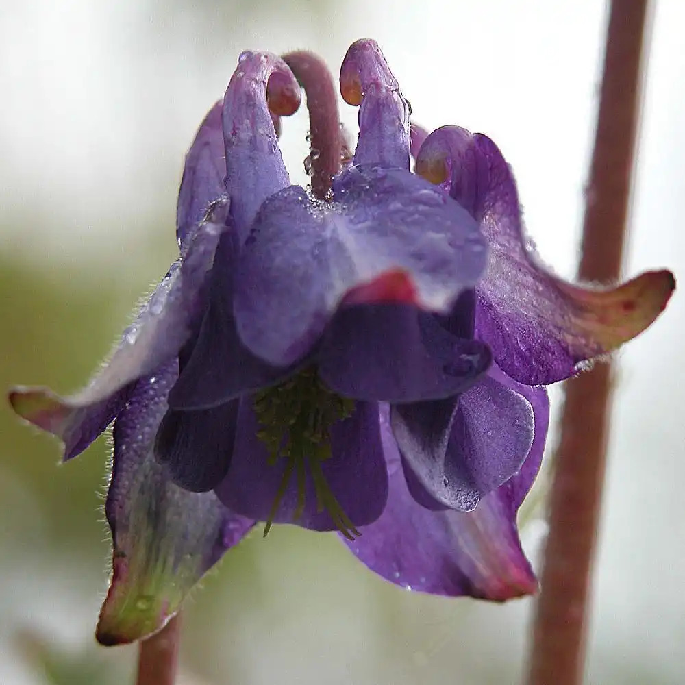 AQUILEGIA alpina