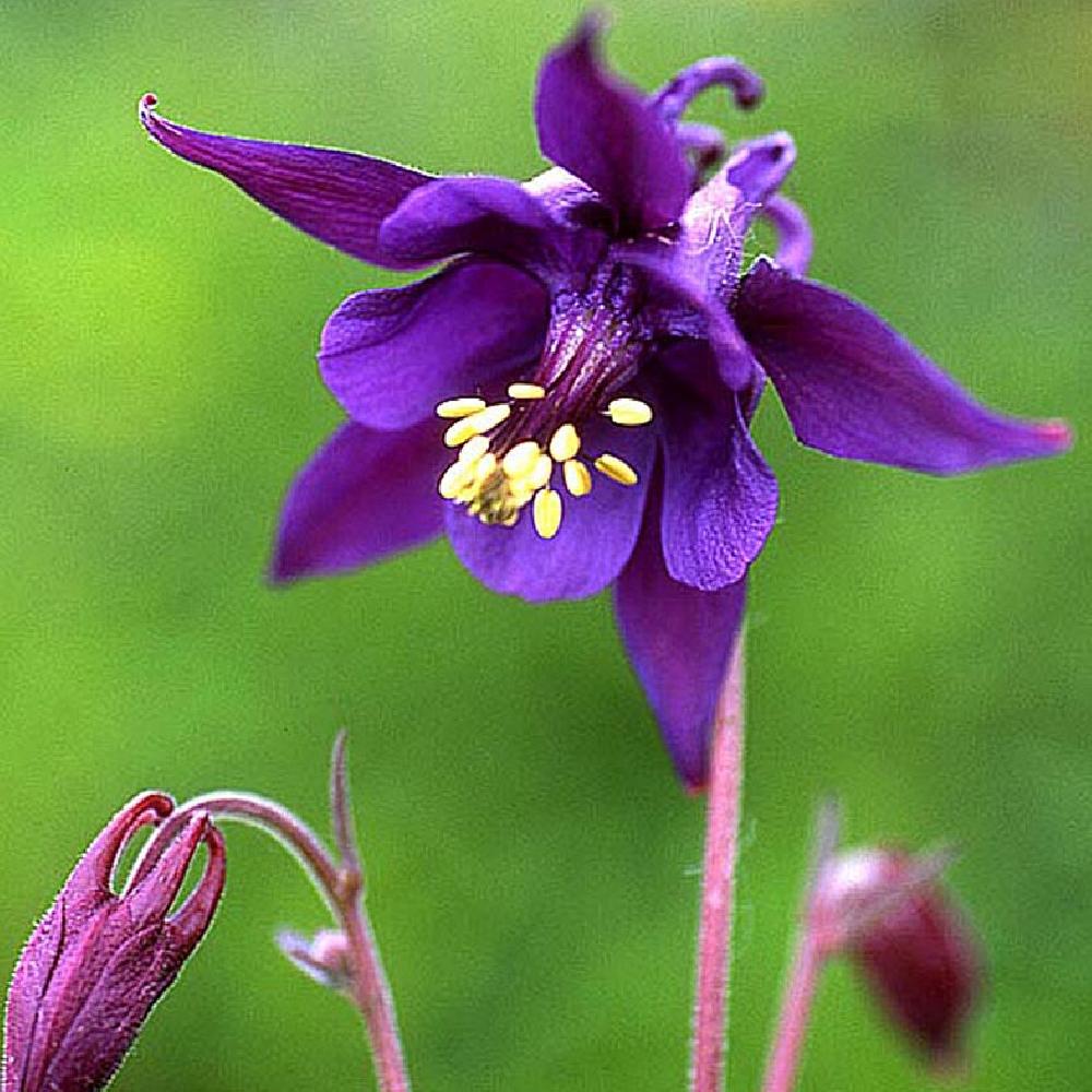 AQUILEGIA atrata