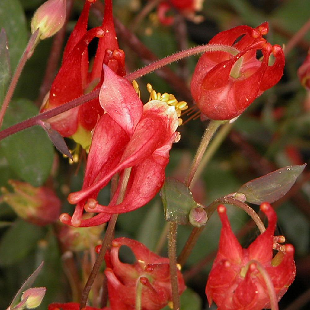 AQUILEGIA canadensis 'Little Lanterns'