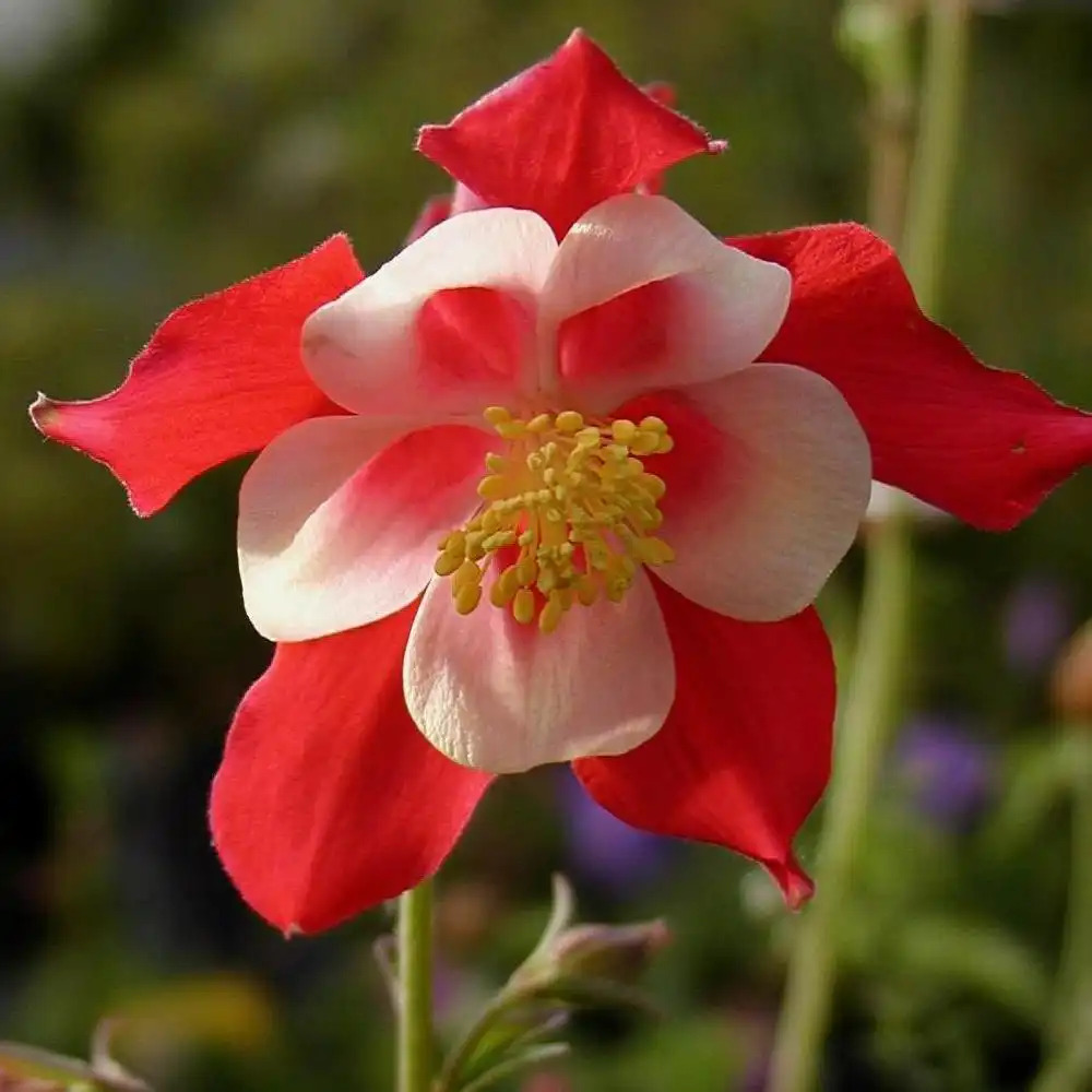 AQUILEGIA 'Crimson Star'