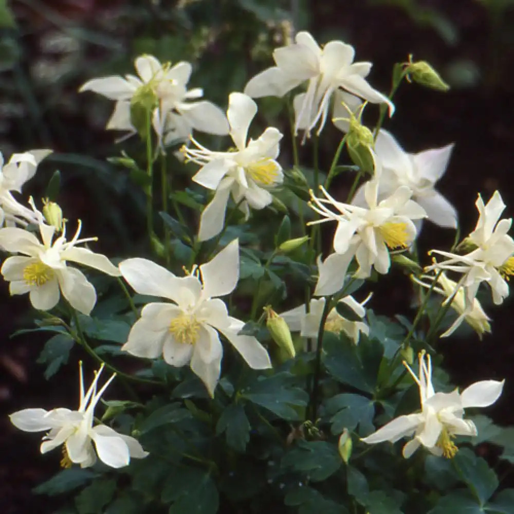 AQUILEGIA 'Kristall'