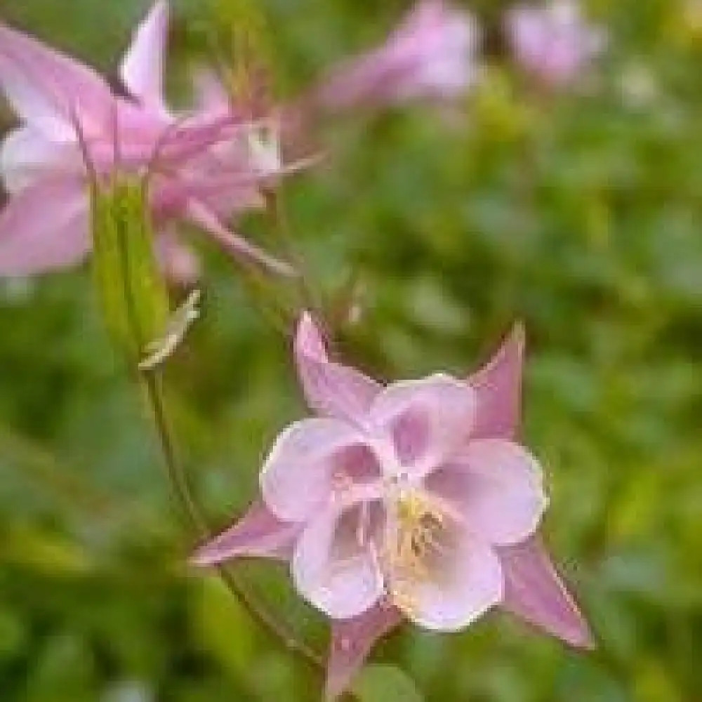 AQUILEGIA 'Music Rose-Blanc'