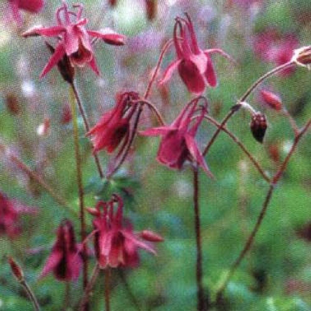 AQUILEGIA rockii