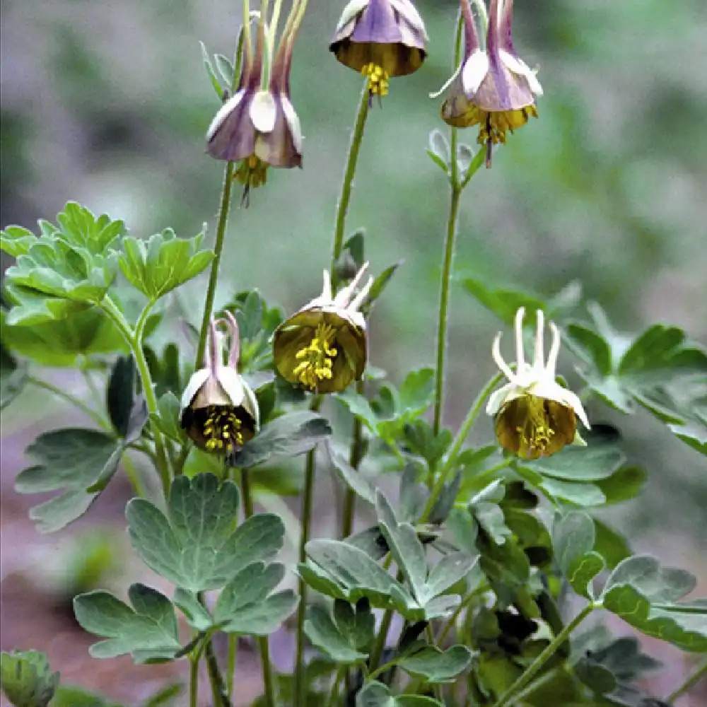 AQUILEGIA viridiflora