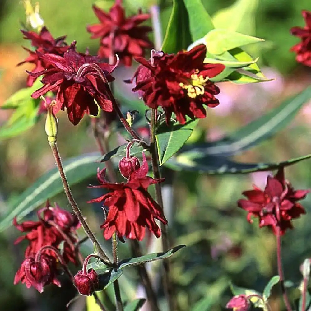 AQUILEGIA vulgaris 'Ruby Port'