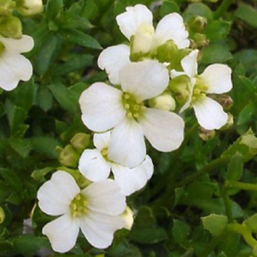 ARABIS carduchorum