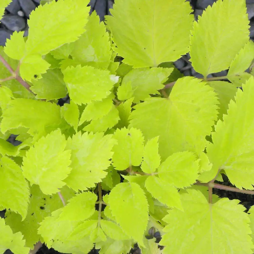 ARALIA cordata 'Sun King'