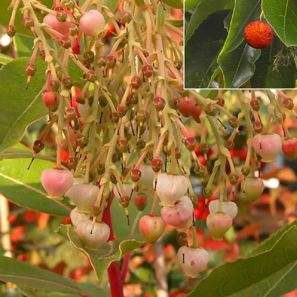 ARBUTUS x reyorum 'Marina'