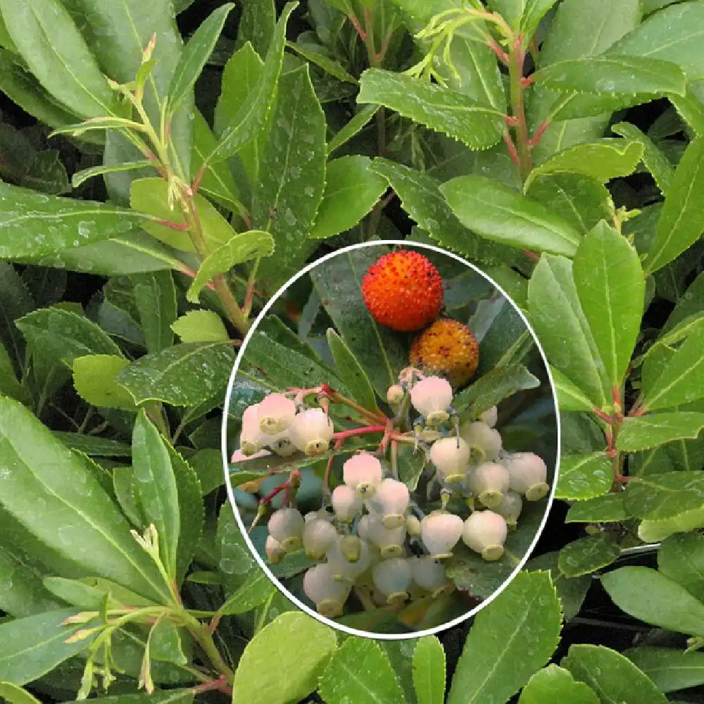 ARBUTUS unedo 'Compacta'