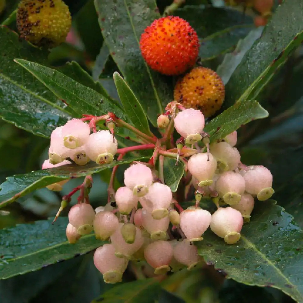 ARBUTUS unedo