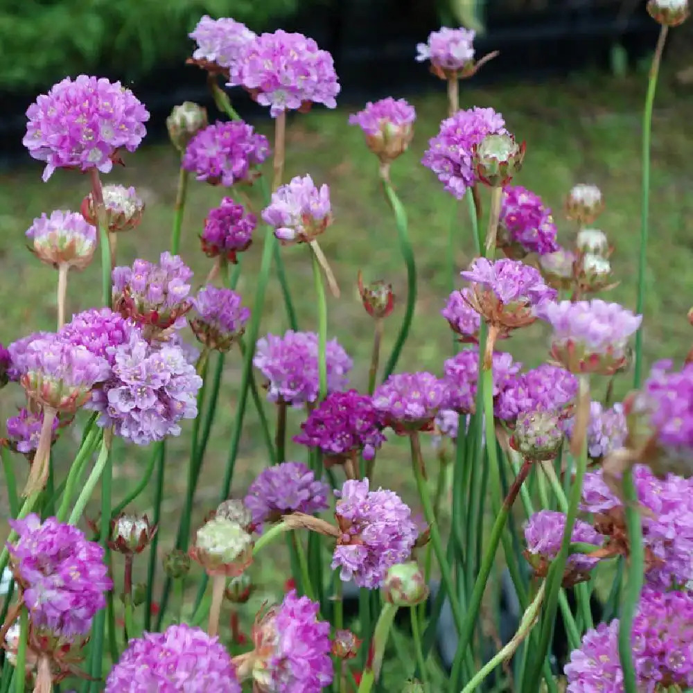 ARMERIA 'Joystick Lilac Shades'