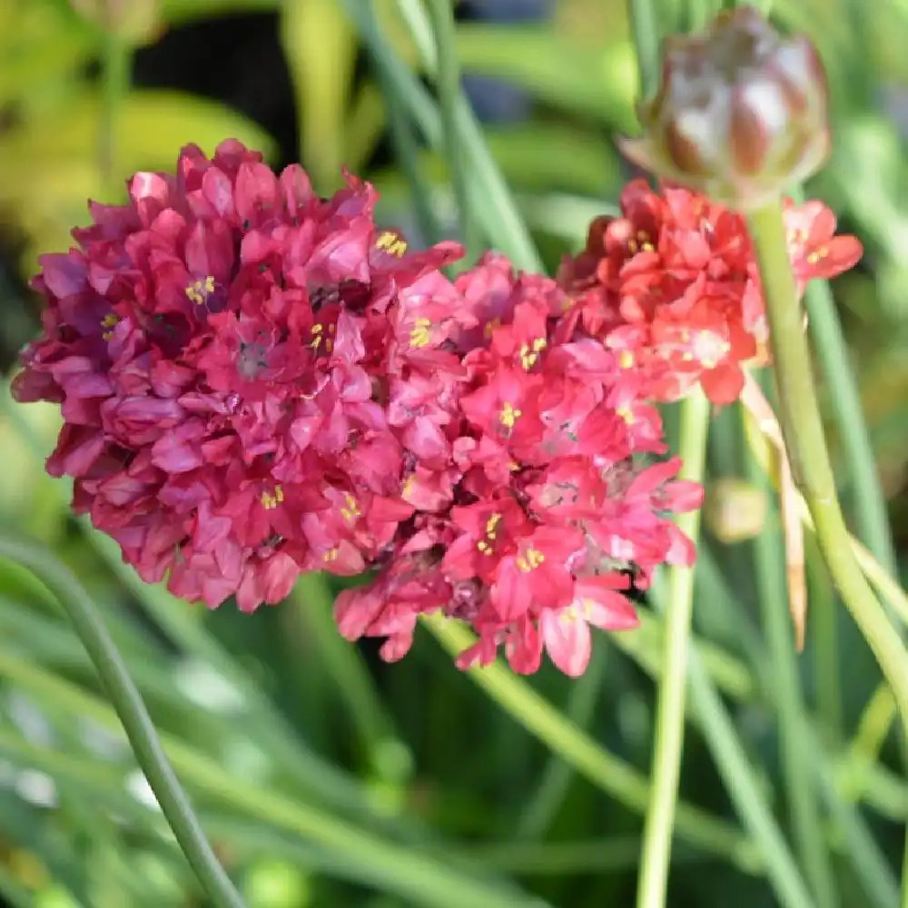 ARMERIA 'Joystick Red'