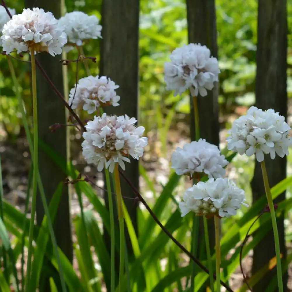 ARMERIA 'Joystick White'