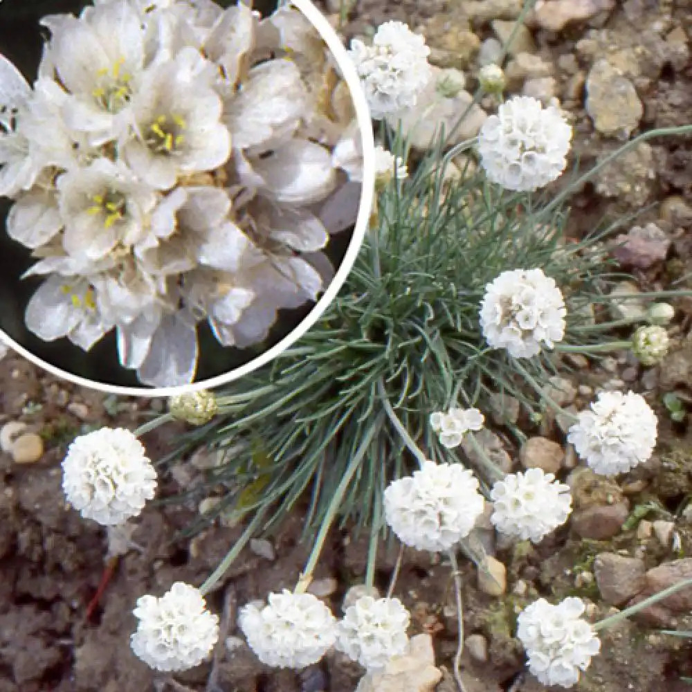 ARMERIA maritima 'Alba'