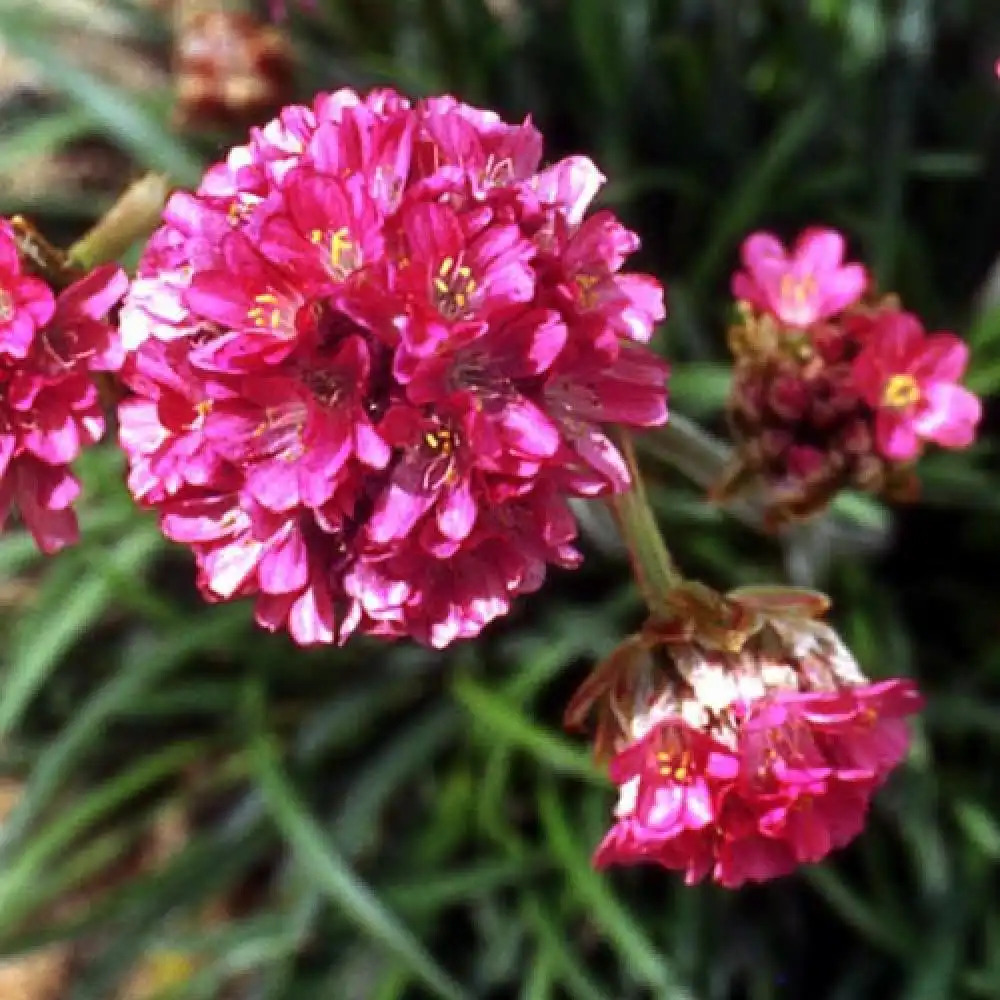 ARMERIA maritima 'Düsseldorfer Stolz' ('Gloire de