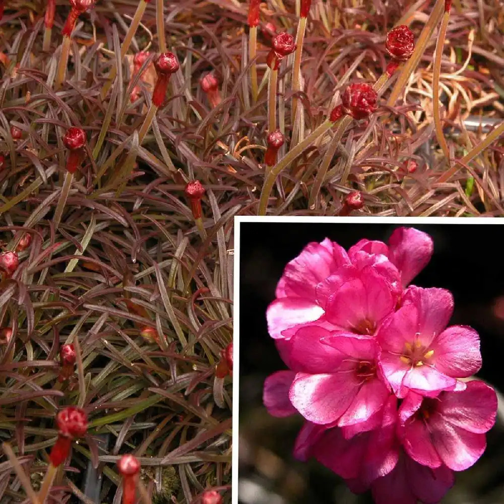 ARMERIA maritima 'Rubrifolia' (='Vesuve')