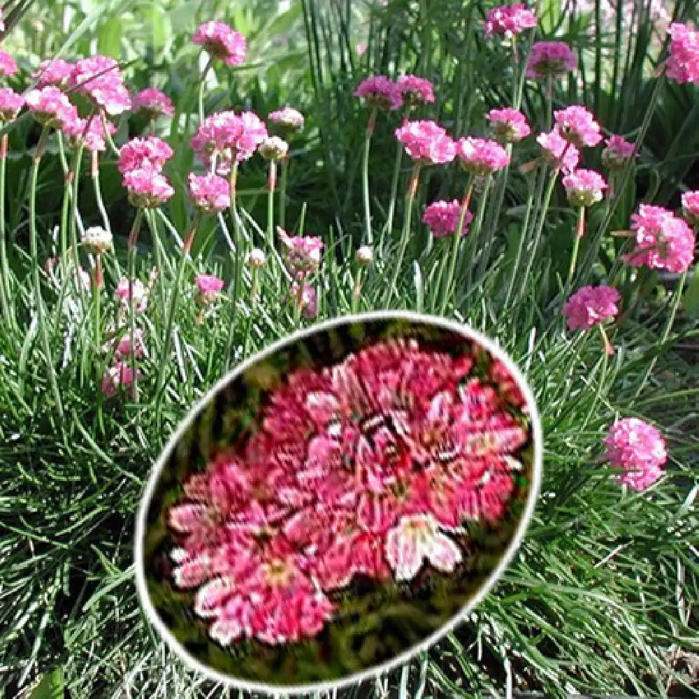 ARMERIA maritima 'Splendens'