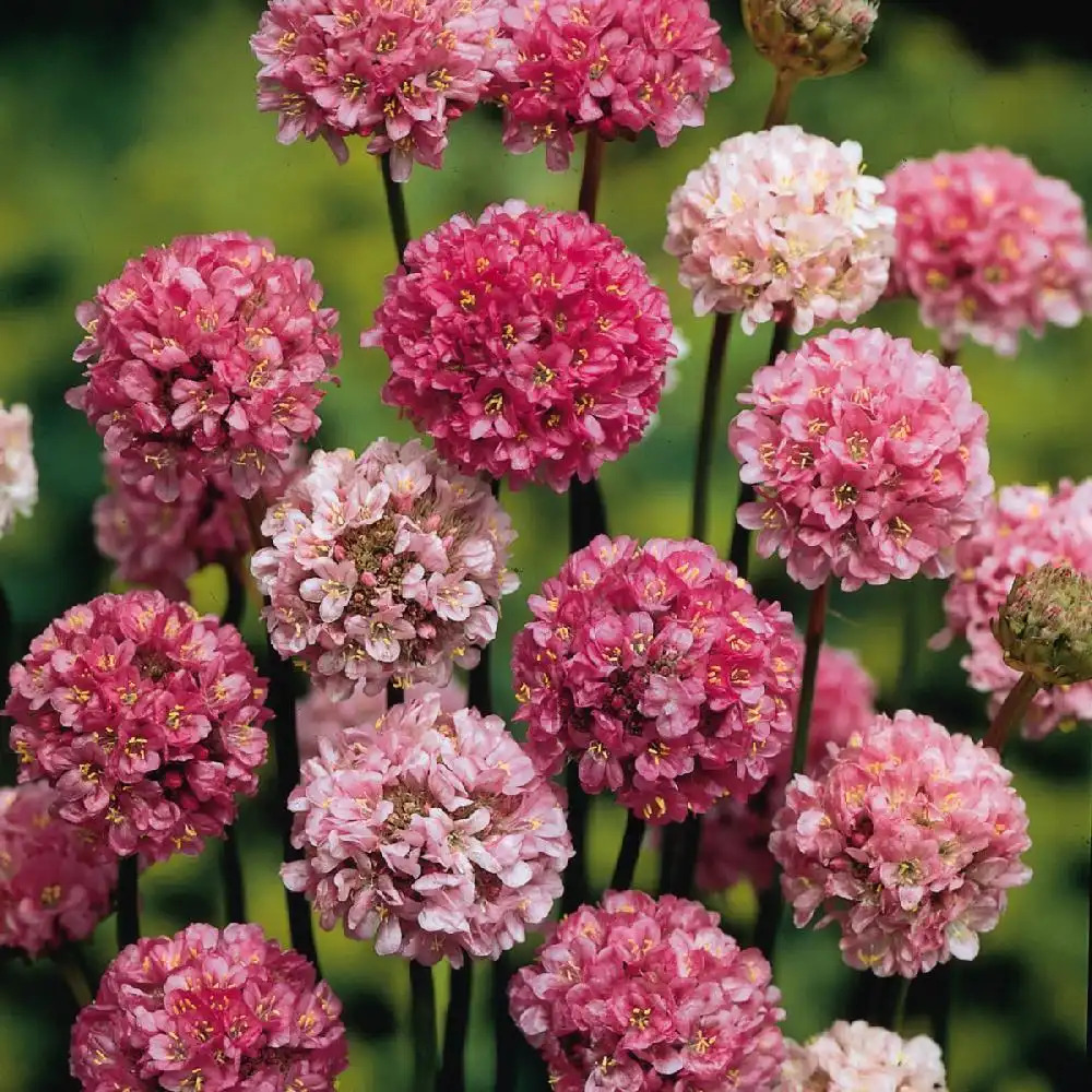 ARMERIA pseudarmeria 'Ballerina Lilac'