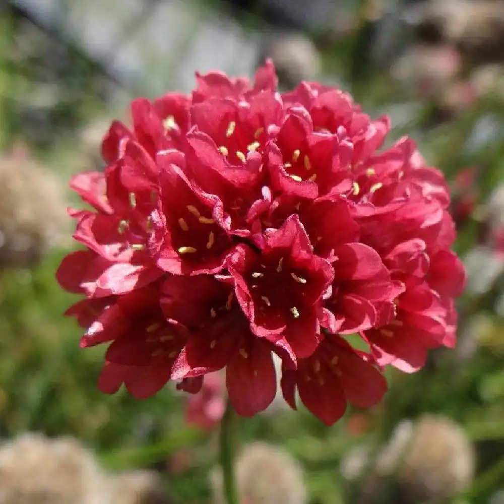 ARMERIA pseudarmeria 'Ballerina Red'