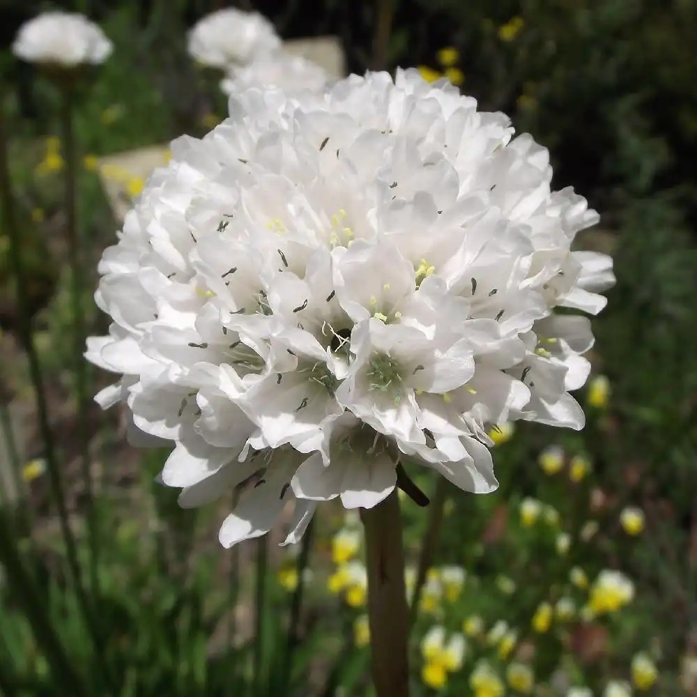 ARMERIA pseudarmeria 'Ballerina White'