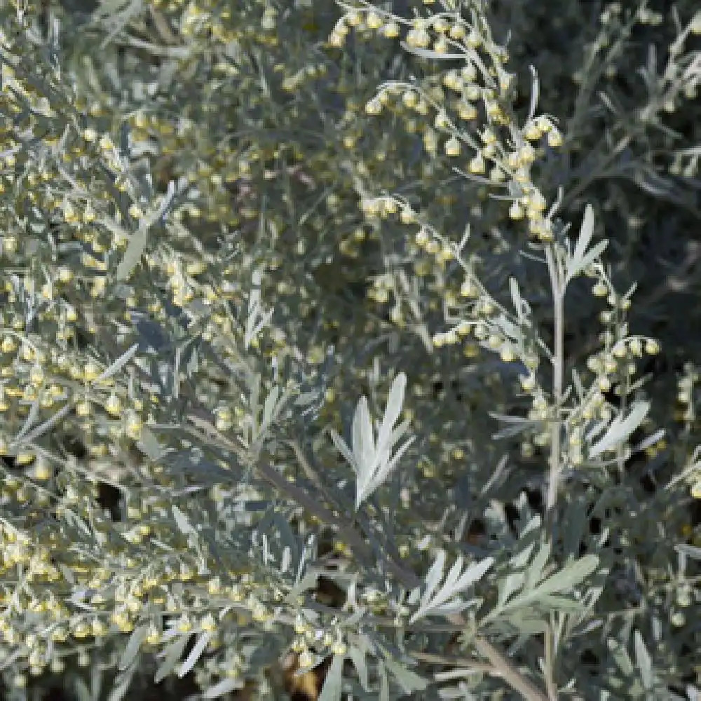 ARTEMISIA absinthium 'Lambrook Silver'