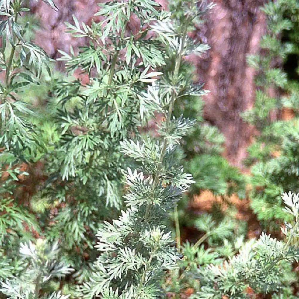 ARTEMISIA absinthium 'Lambrook Silver'