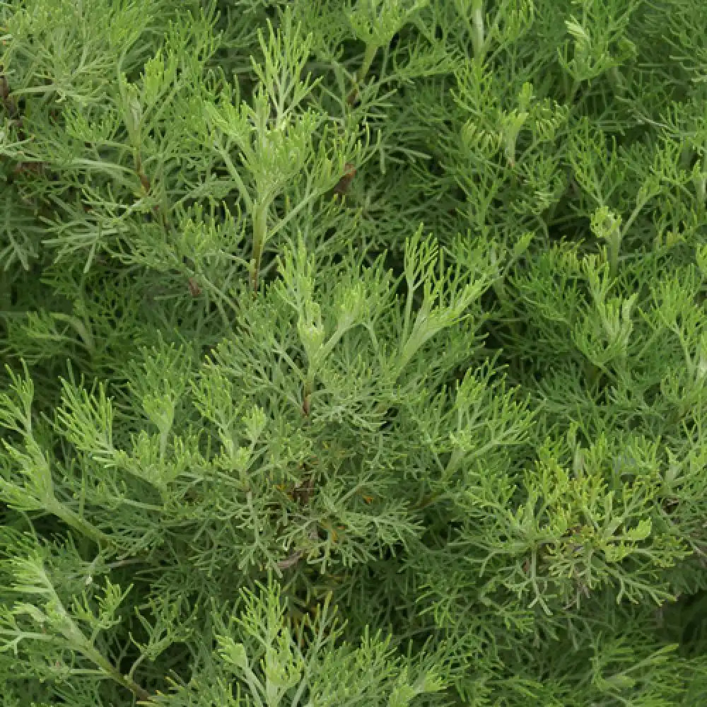 ARTEMISIA abrotanum (Aurone)